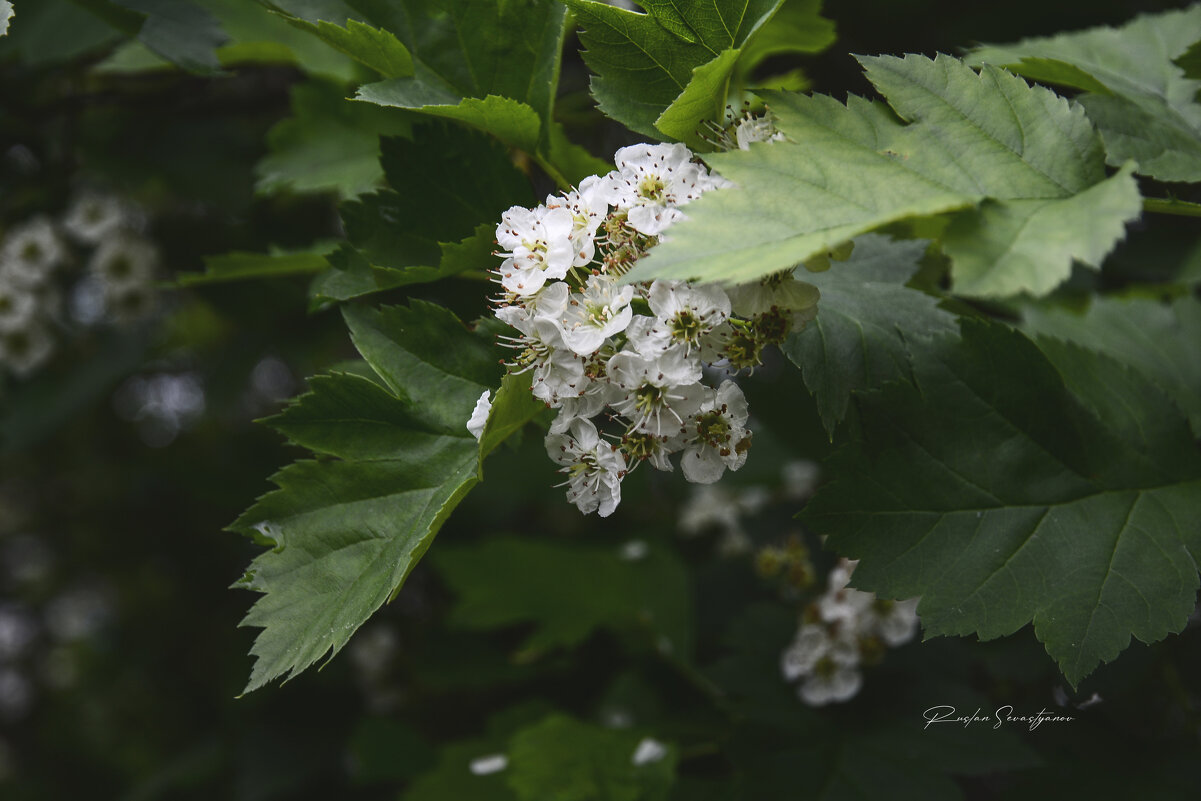 ххххх - סּﮗRuslan HAIBIKE Sevastyanovסּﮗסּ