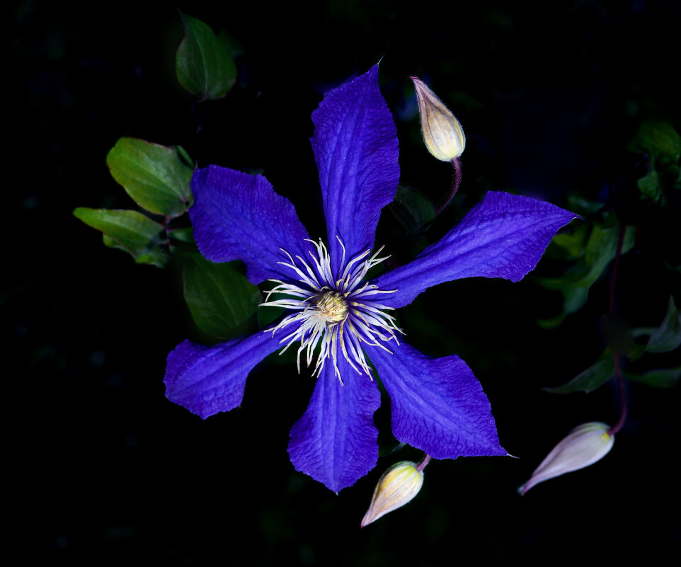 Клематис - Евгений 