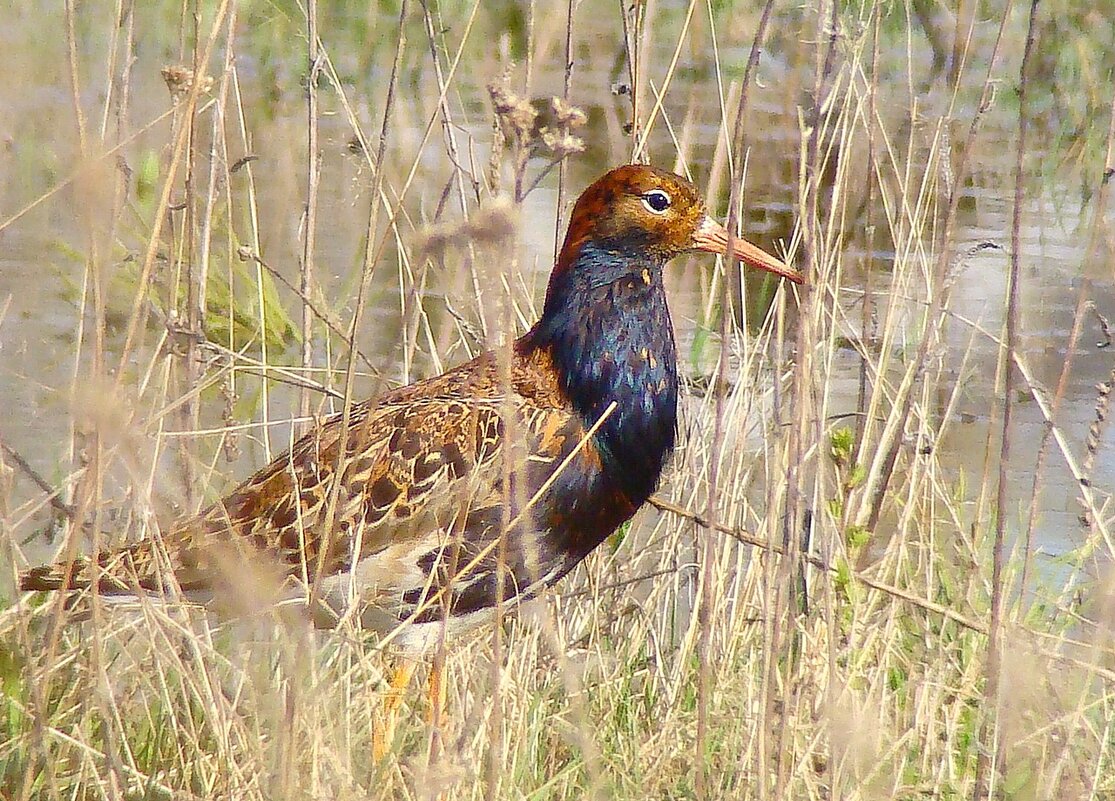 турухтан - gawrilа - dan