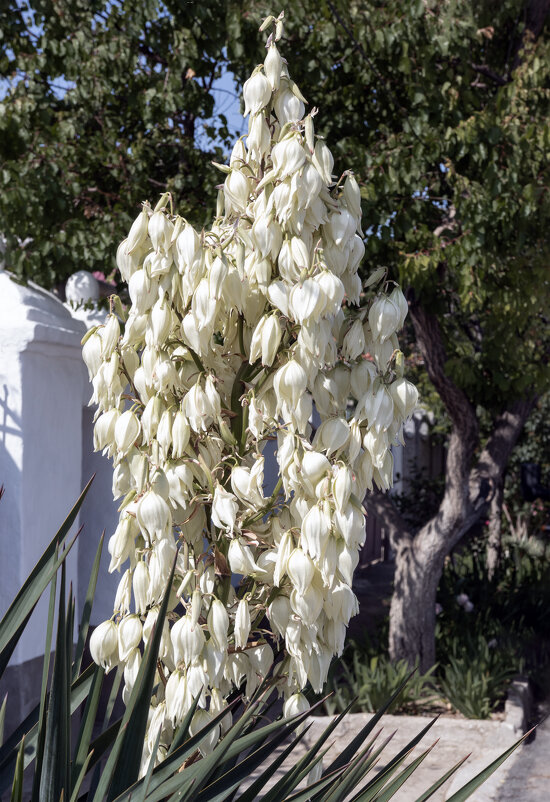 Невеста - Валерий Басыров
