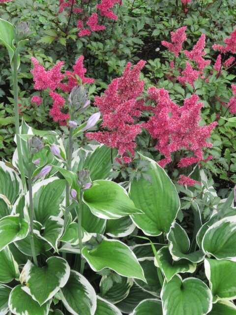 Красные цветы - Дмитрий Никитин