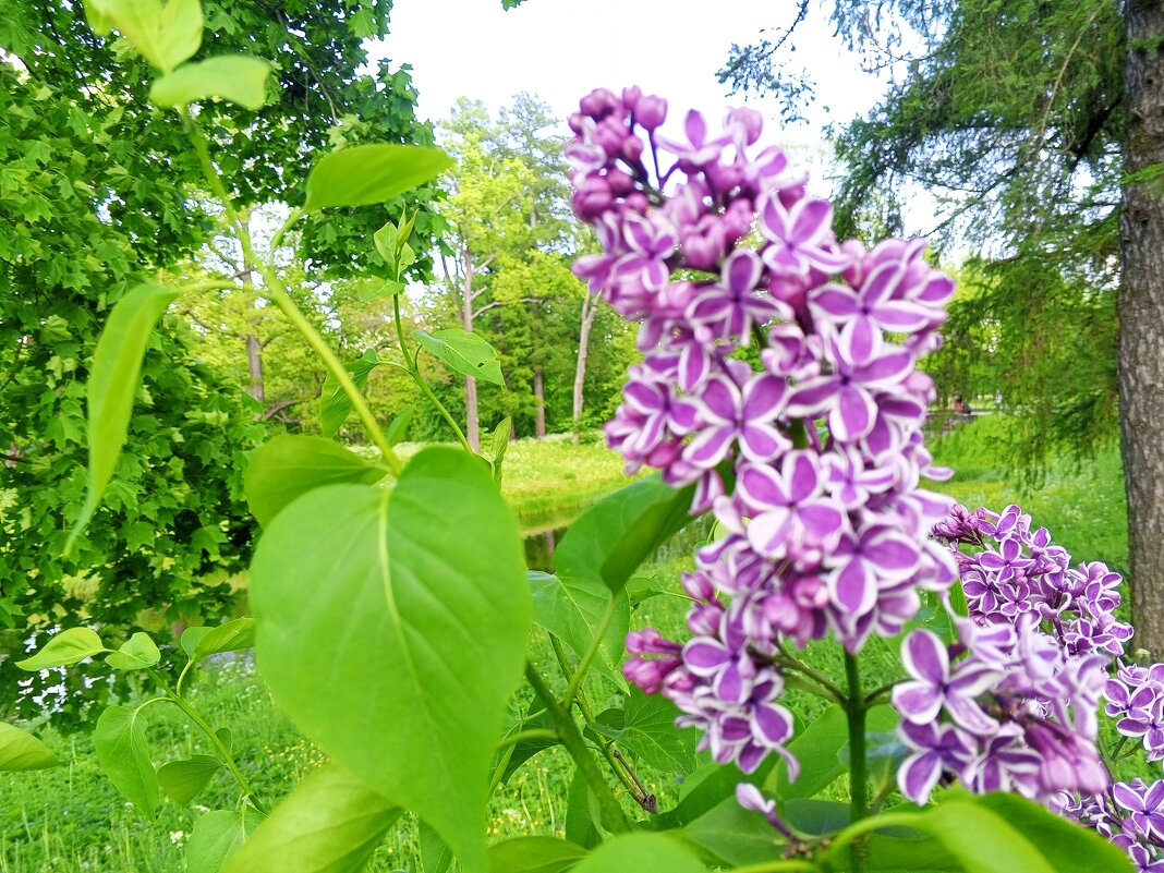 Сирень - Сапсан 