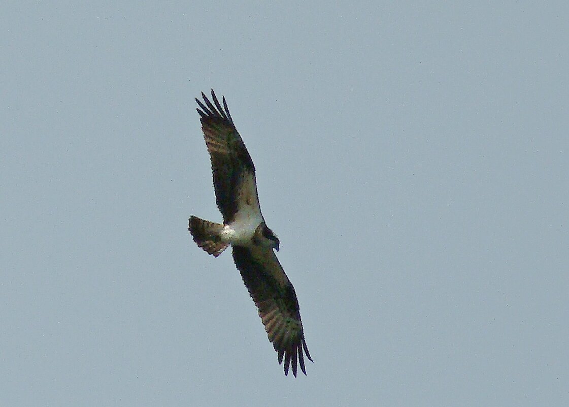 скопа - gawrilа - dan