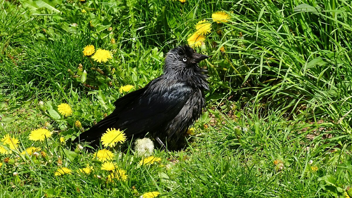 Галка после купания. - Милешкин Владимир Алексеевич Галка после купания. - Милешкин Владимир Алексеевич