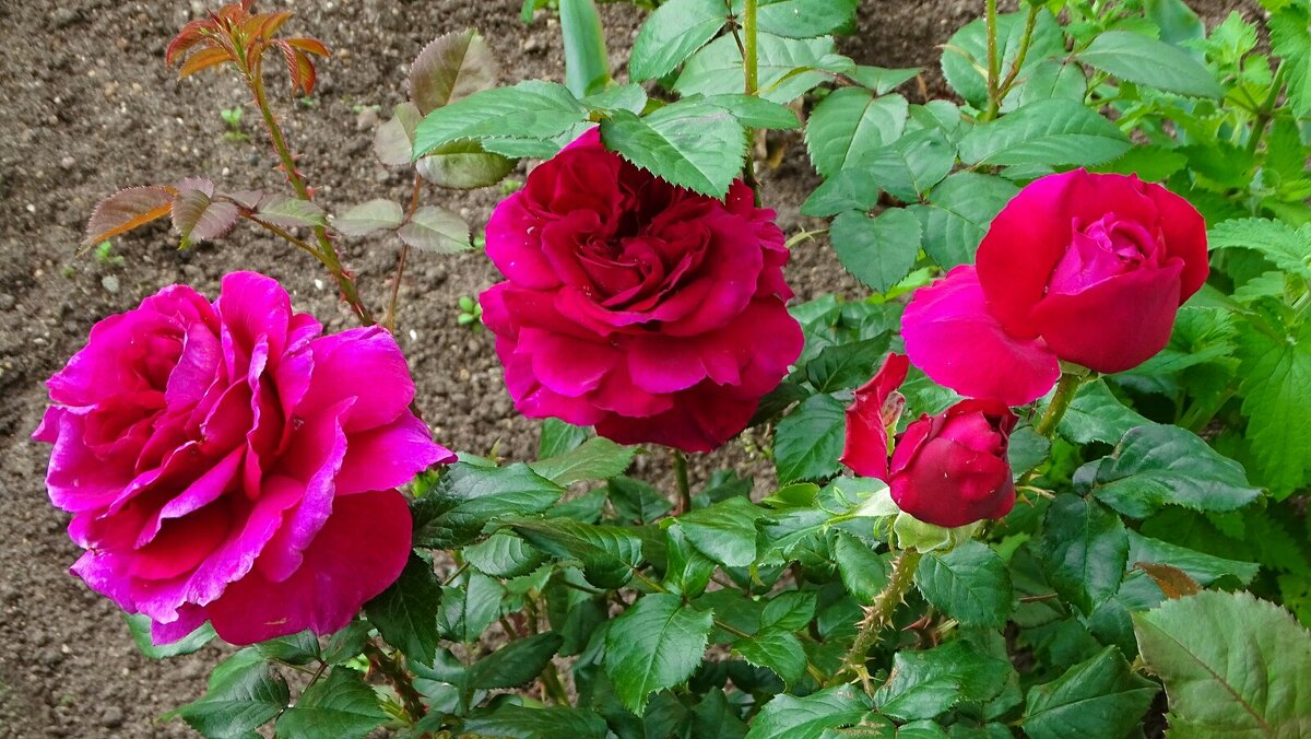 Городские цветы - Милешкин Владимир Алексеевич Городские цветы - Милешкин Владимир Алексеевич