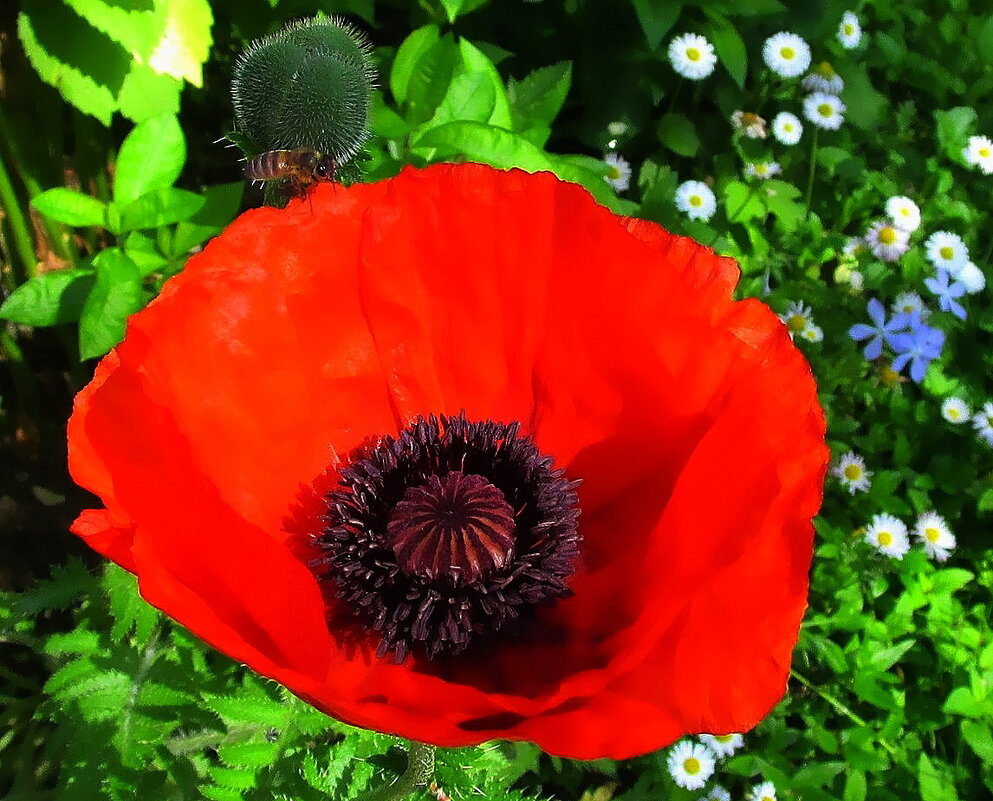 Не цветок, а "маяк" - Ольга Довженко