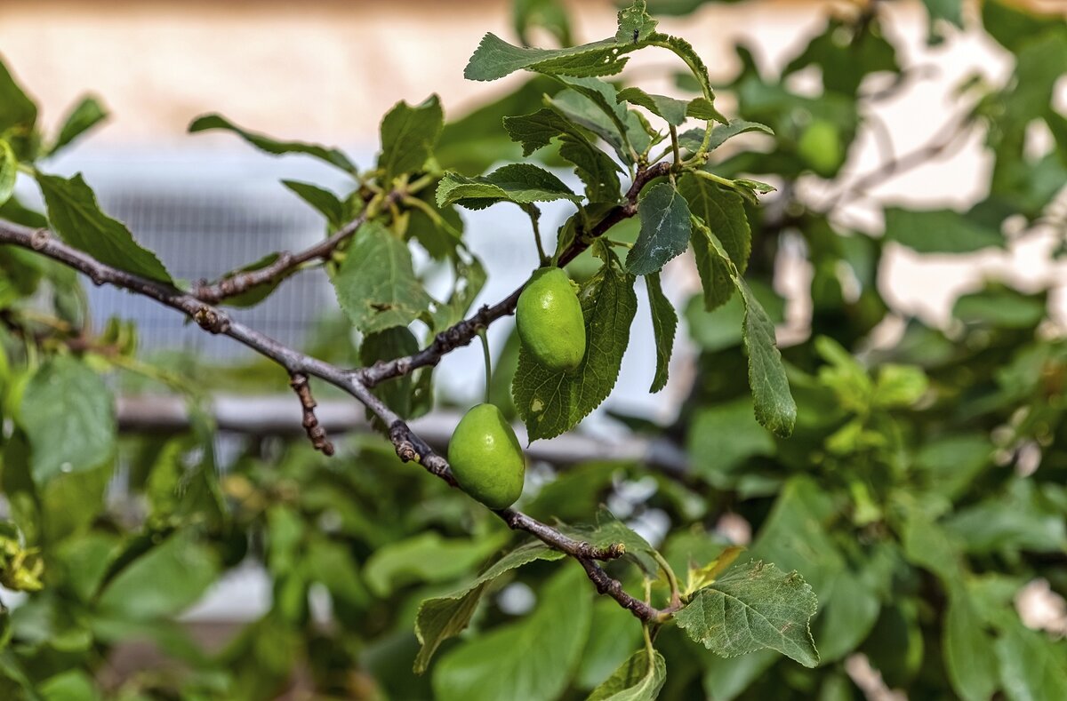 Будет слива - Валерий Иванович Будет слива - Валерий Иванович
