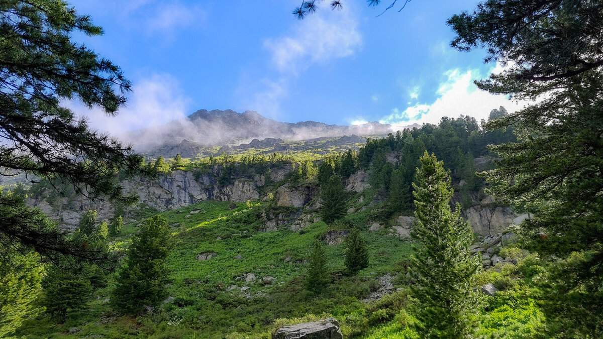 Утром в кедровом лесу. - Виктор Фоменко Утром в кедровом лесу. - Виктор Фоменко