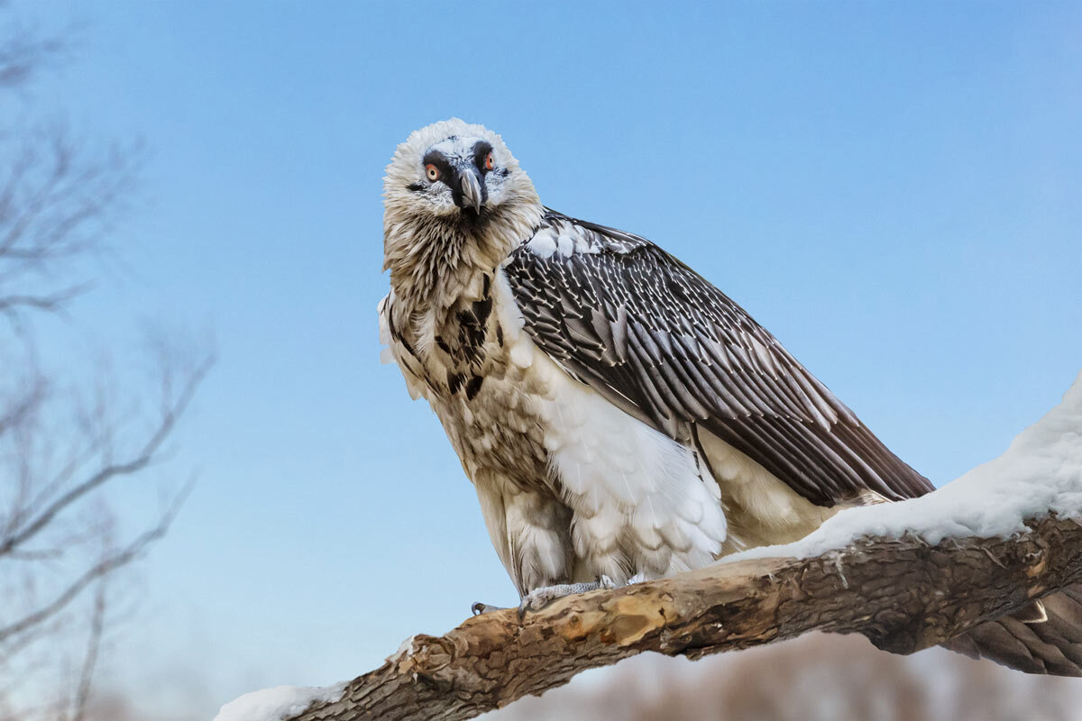 Бородач - SanSan 