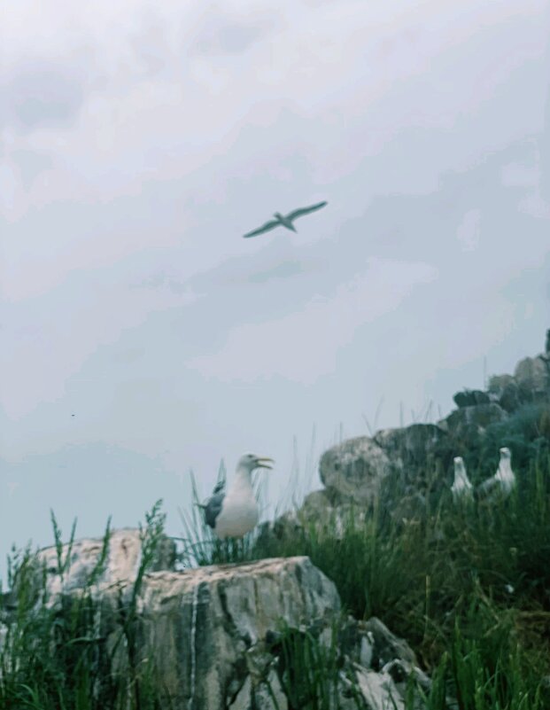 Чайки на озере Торайгыр - Георгиевич Чайки на озере Торайгыр - Георгиевич