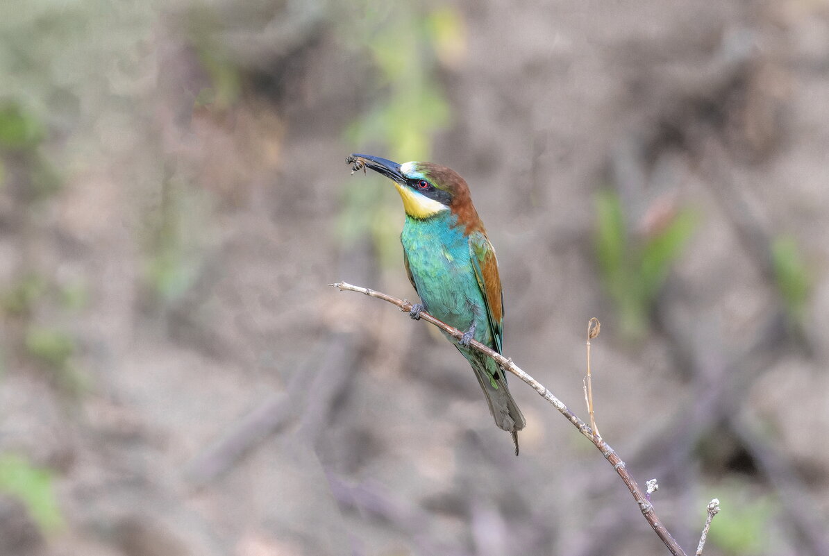 щурки - юрий макаров