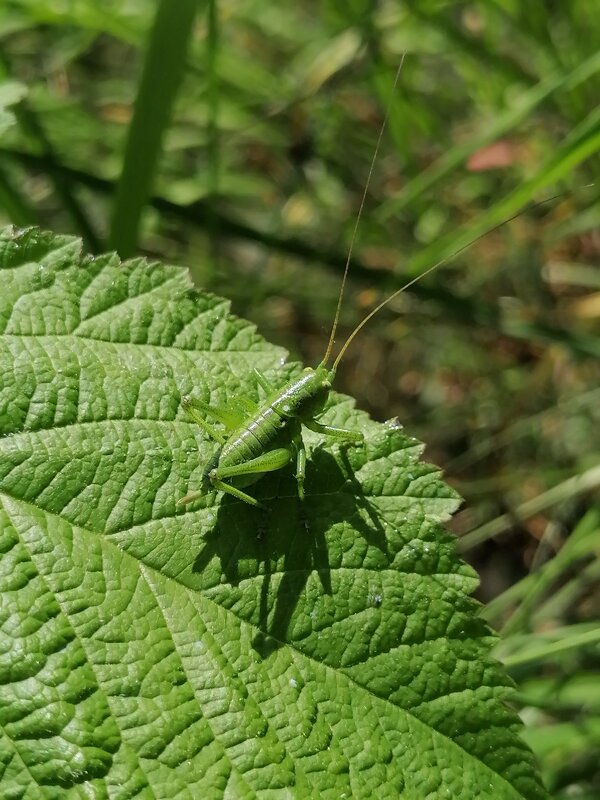 ** - Зоя Мишина ** - Зоя Мишина