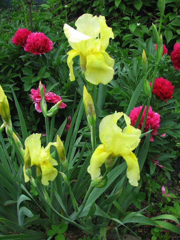 Красота в саду - Людмила Смородинская Красота в саду - Людмила Смородинская