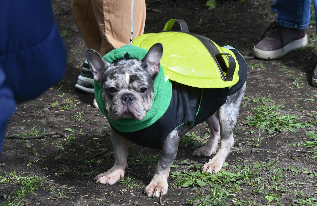 Москва. Парад французских бульдогов в усадьбе «Воронцово». - Наташа *****