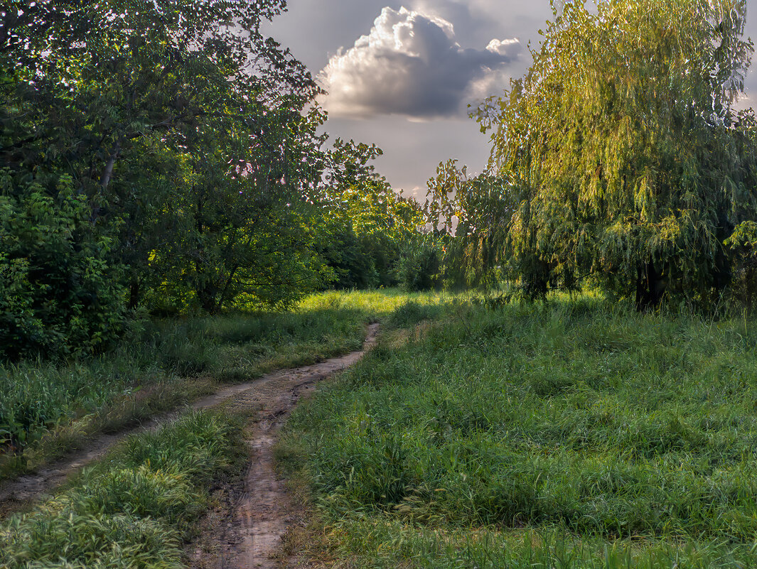 Лесными тропами - Юрий Лев