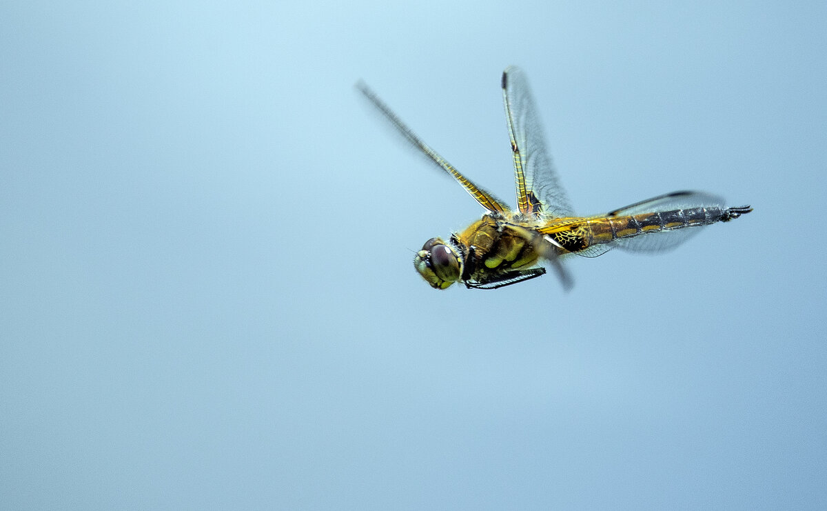 В полете. - Владимир Безбородов В полете. - Владимир Безбородов