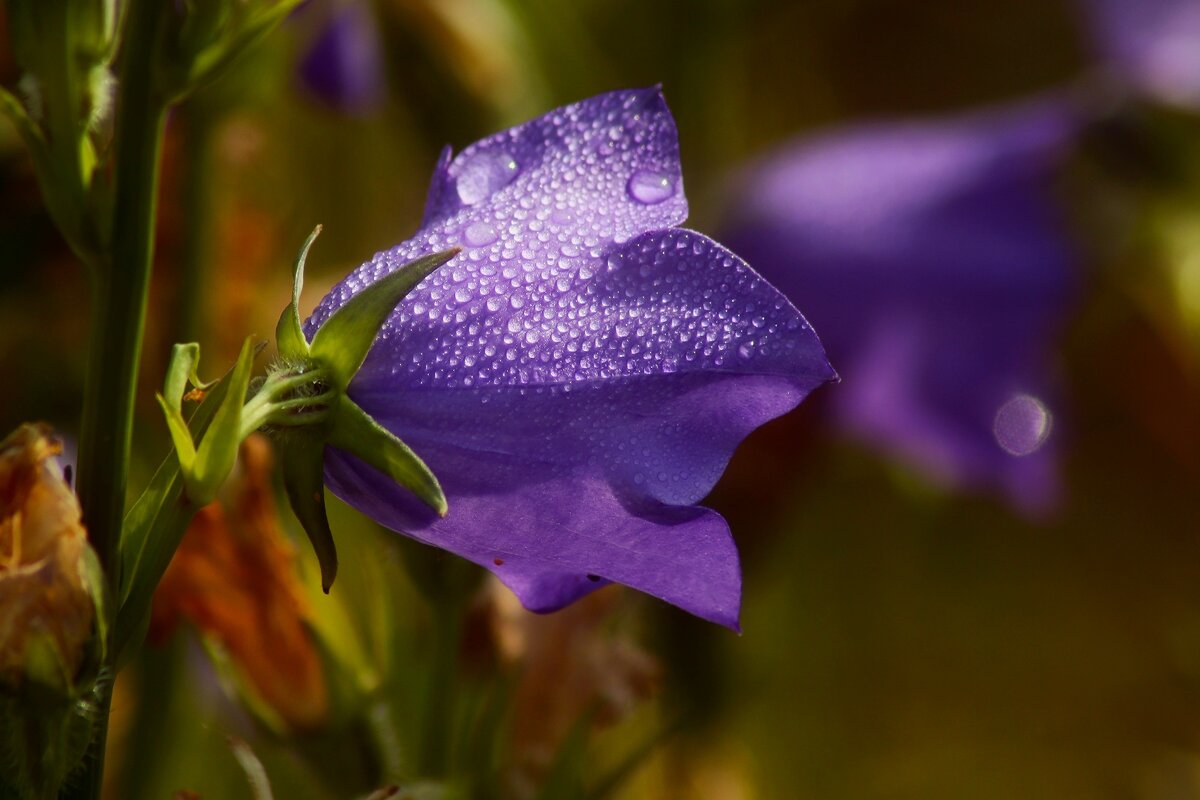 Утро колокольчика - Юрий. Шмаков