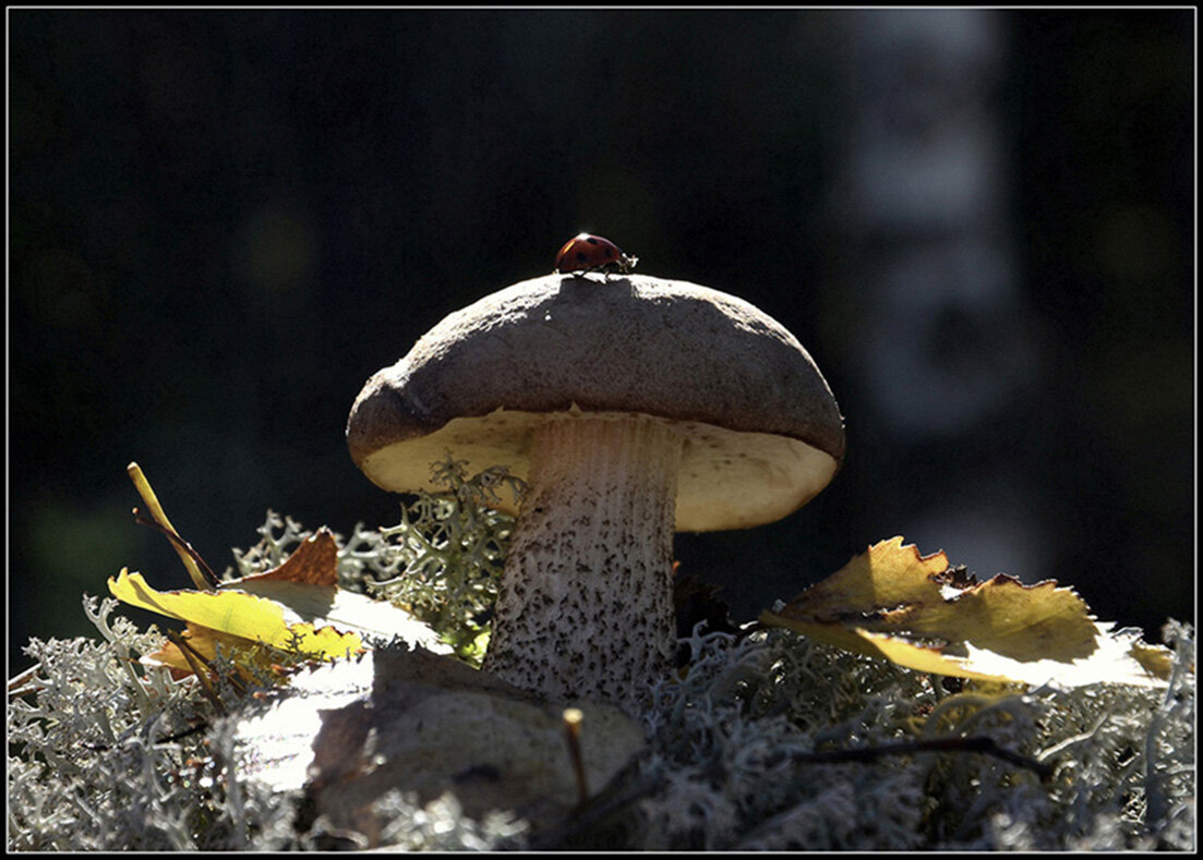 ..Все любят грибы - Aleksandr Gal