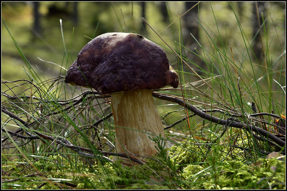 Мечта грибника.... - Aleksandr Gal Мечта грибника.... - Aleksandr Gal