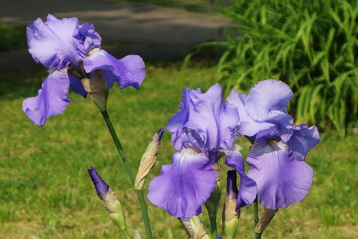 Ирис - Рита Симонова