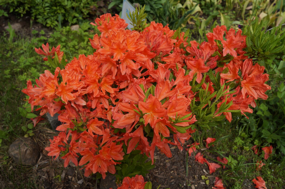 Рододендрон - Anna-Sabina Anna-Sabina Рододендрон - Anna-Sabina Anna-Sabina