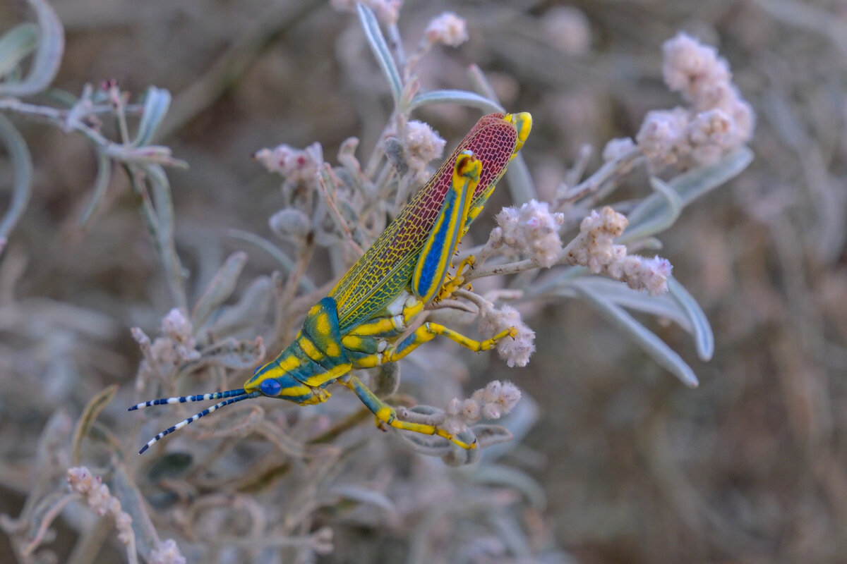 Многоцветный кузнечик - Георгий А