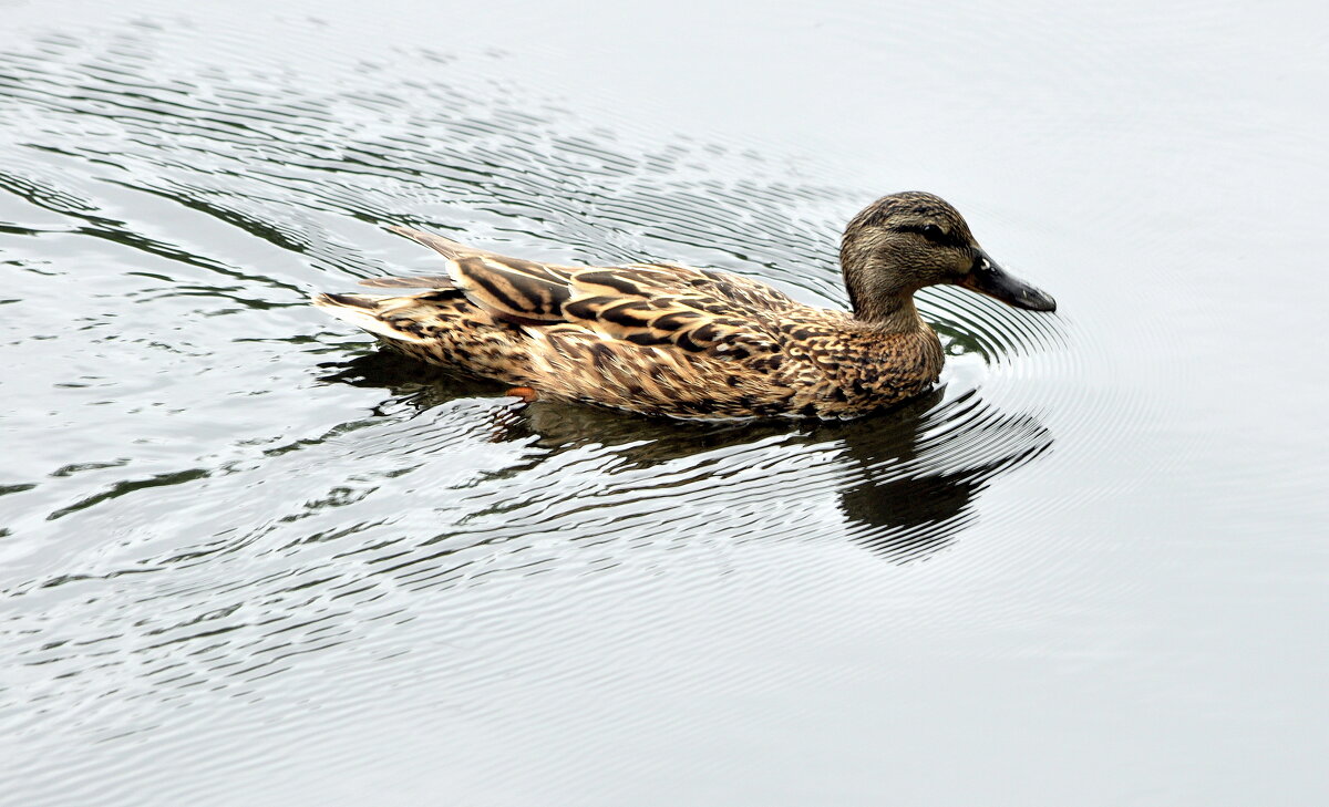 Движение вперед... - Анатолий Анищик