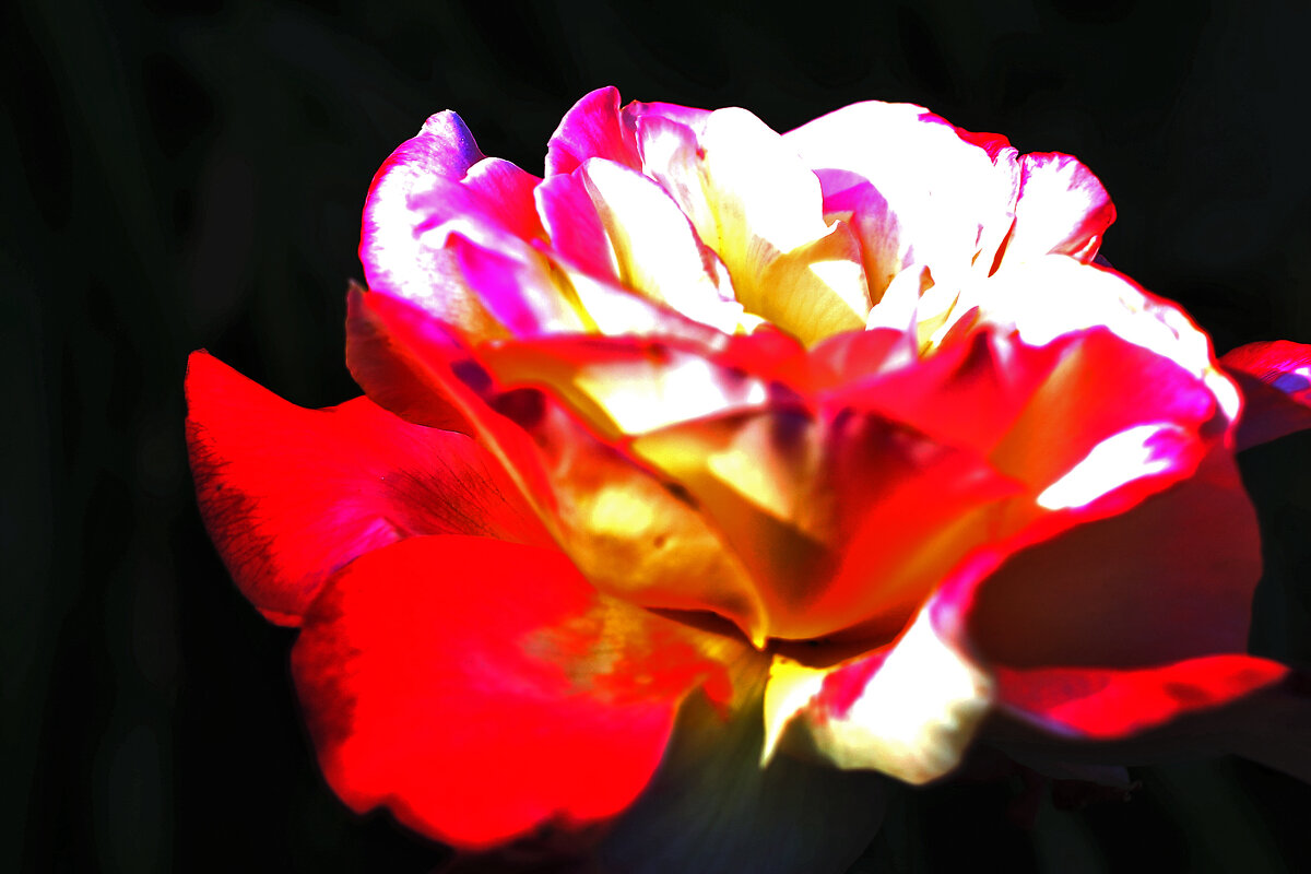 Розочка - Юрий Гайворонскiий