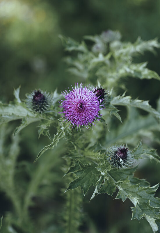 Колючка - Эдуард Куклин