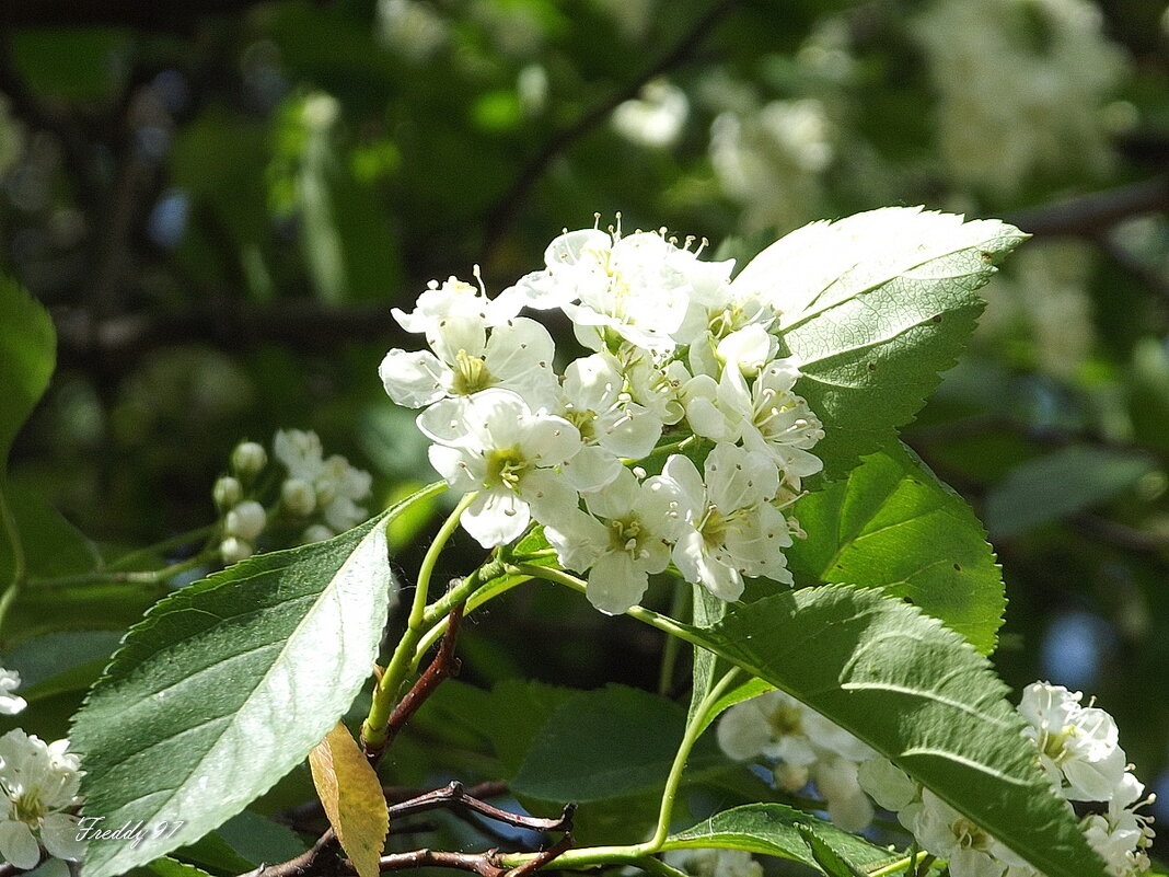 Весеннее цветение - Freddy 97 Весеннее цветение - Freddy 97