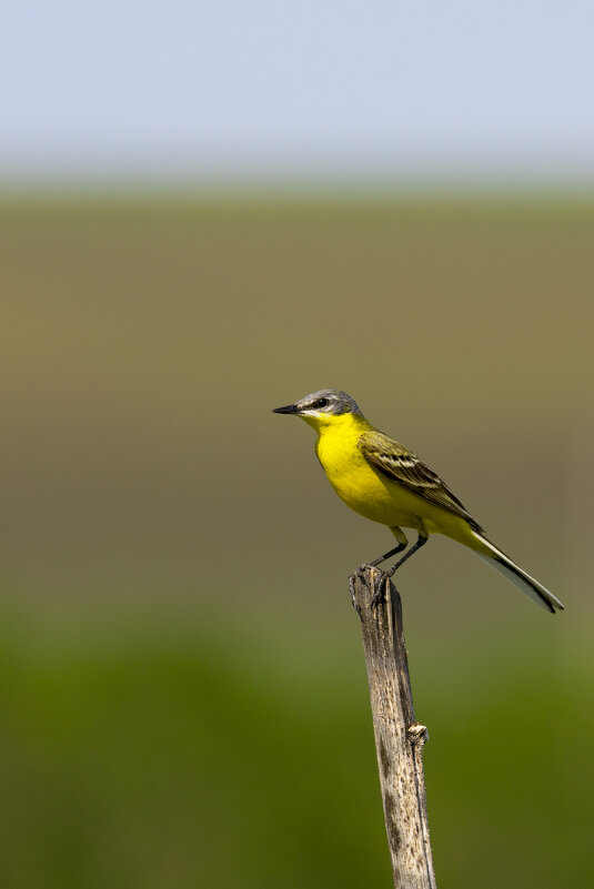 Жёлтая трясогузка - Валерий Черняк
