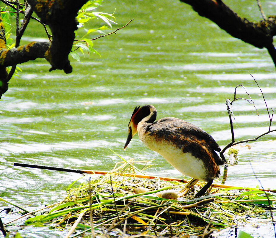 ОЖИДАНИЕ - Виктор Никитенко