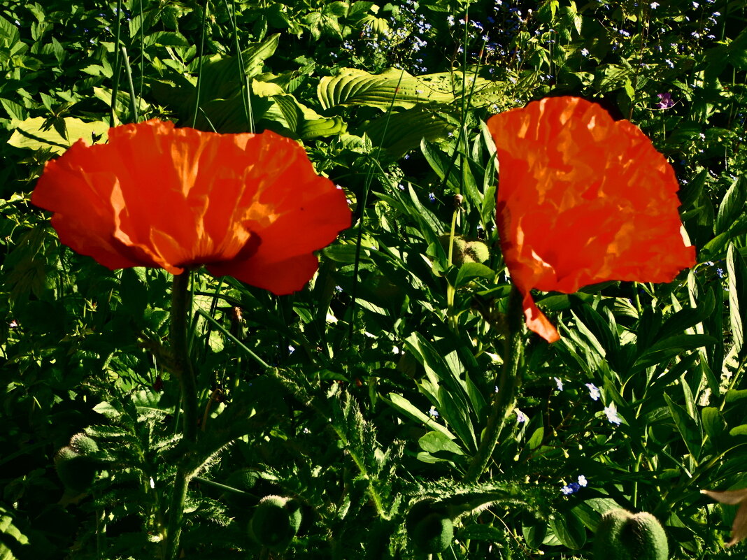 Летние этюды 17 - Алексей Кузнецов