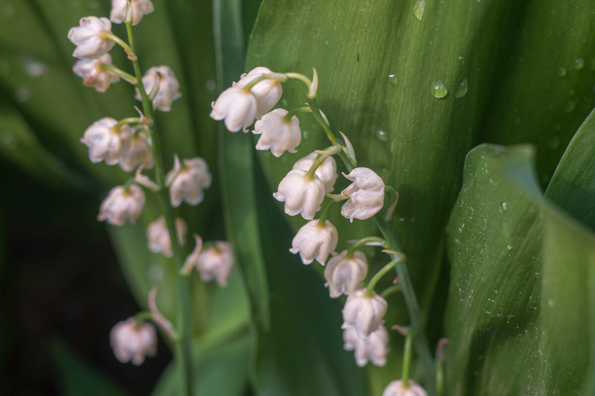 Ландыши - Сергей Ц