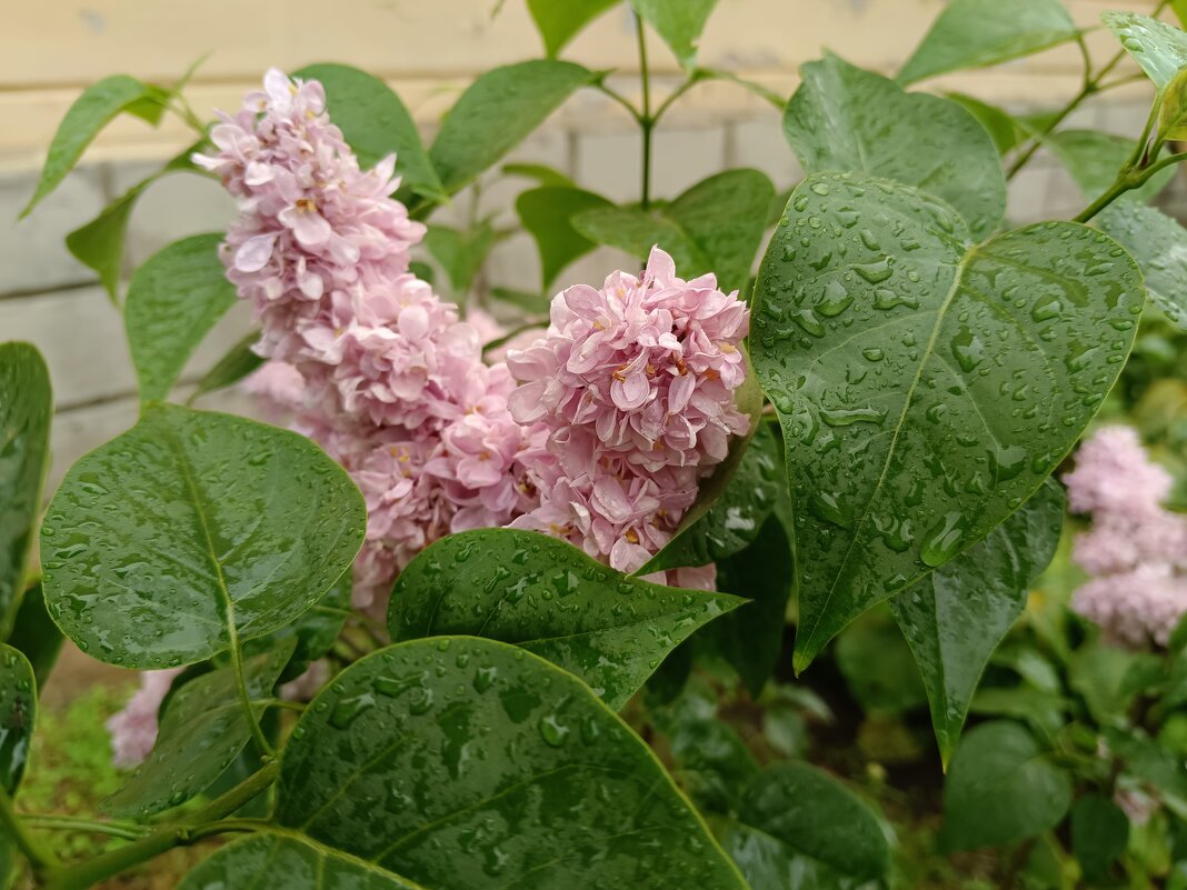 Дождь на Троицу - хорошая примета. - Мария Васильева
