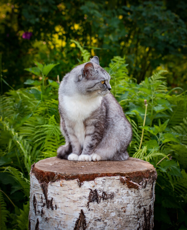 Муся, на пенёчке. - Анатолий Нецепляев Муся, на пенёчке. - Анатолий Нецепляев