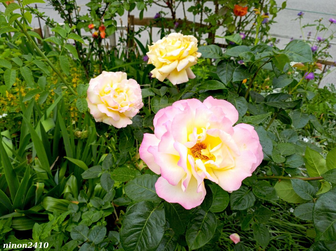 Ростовские цветники - Нина Бутко