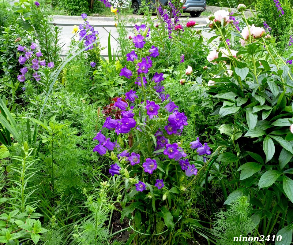 Ростовские цветники - Нина Бутко