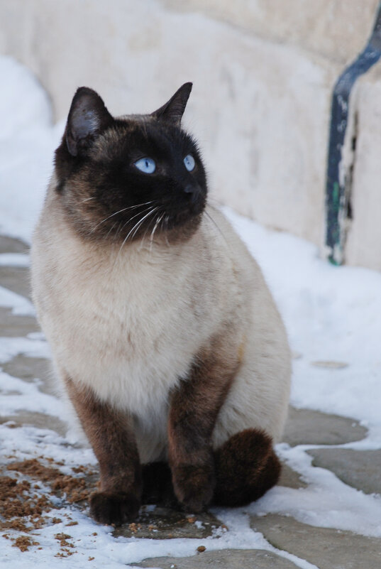 кот - Роман Шаров