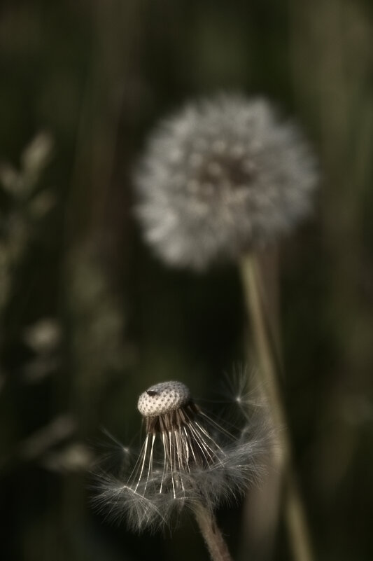 *** - Сергей Сергеев