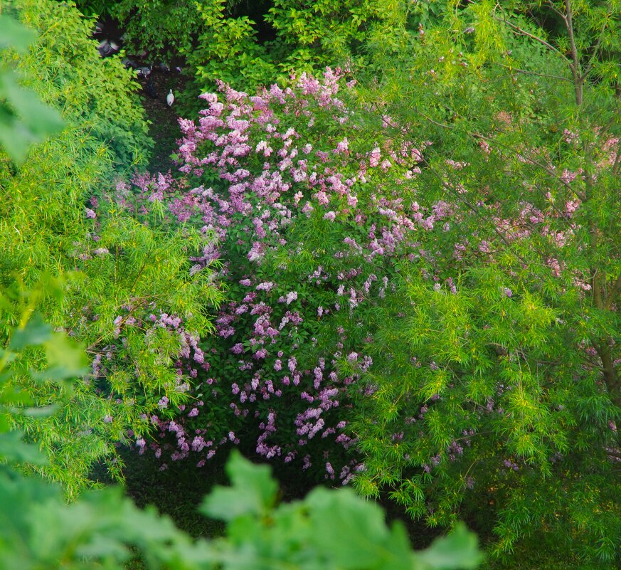 Вечер. Сирень... - Юрий Куликов Вечер. Сирень... - Юрий Куликов