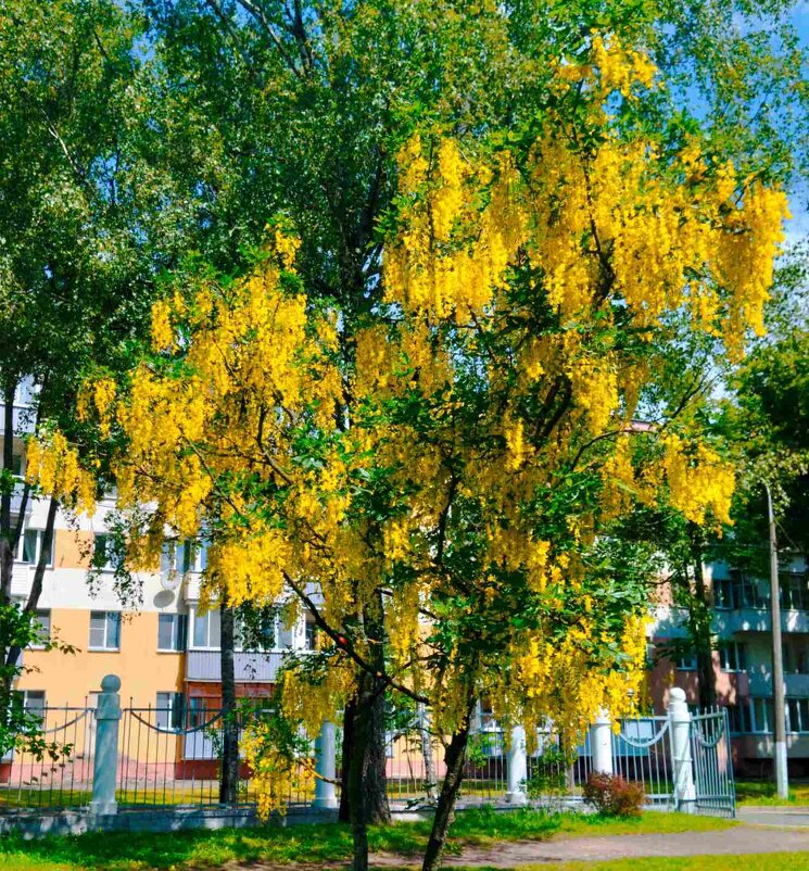 Цветущий бобовник - Галина Бобкина