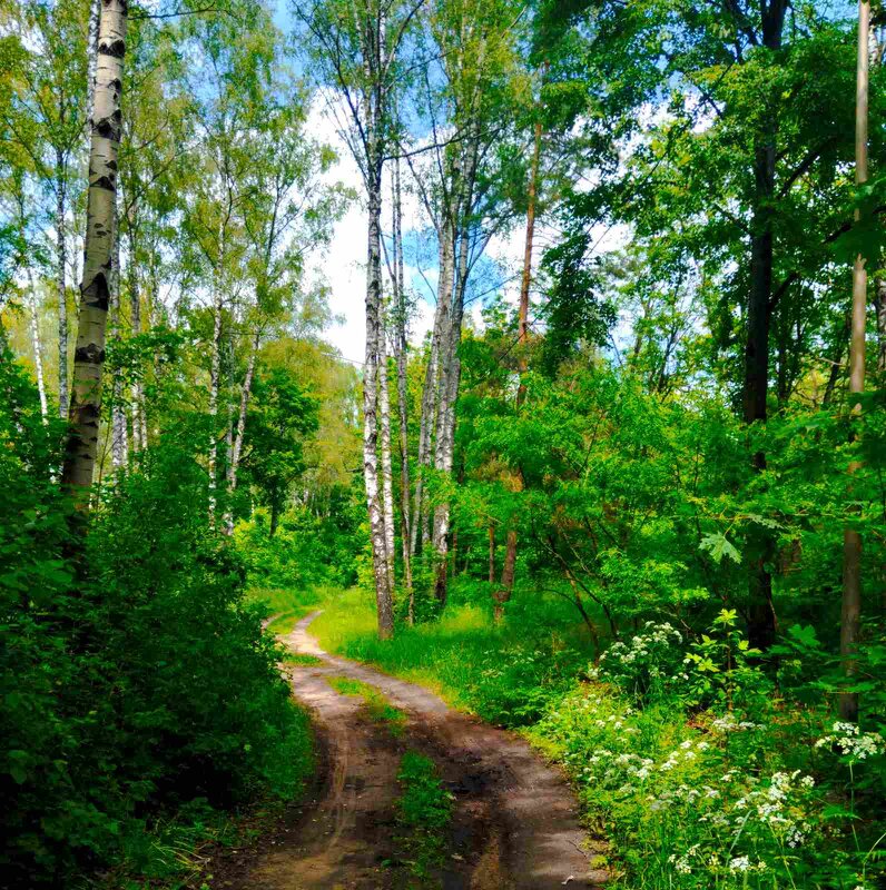 Тропинка в лето - Галина Бобкина