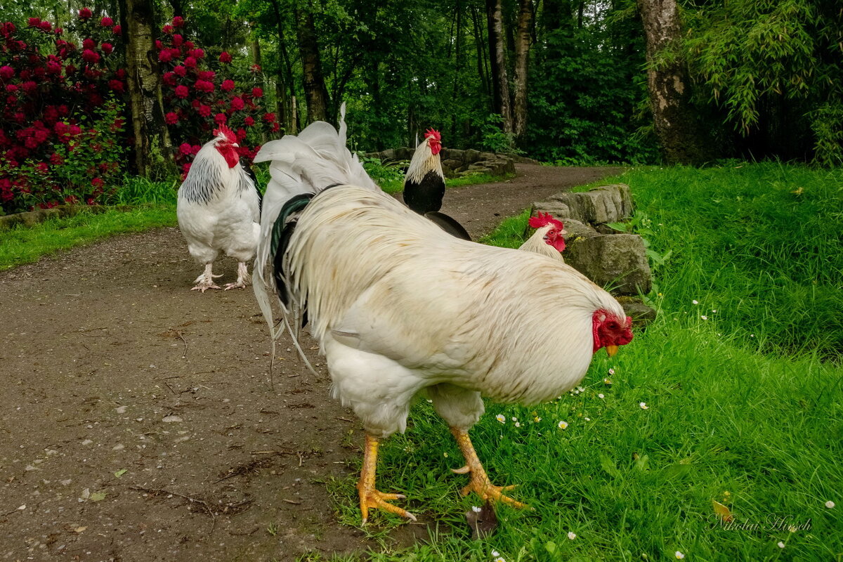 Группа товарищей... - Николай Гирш