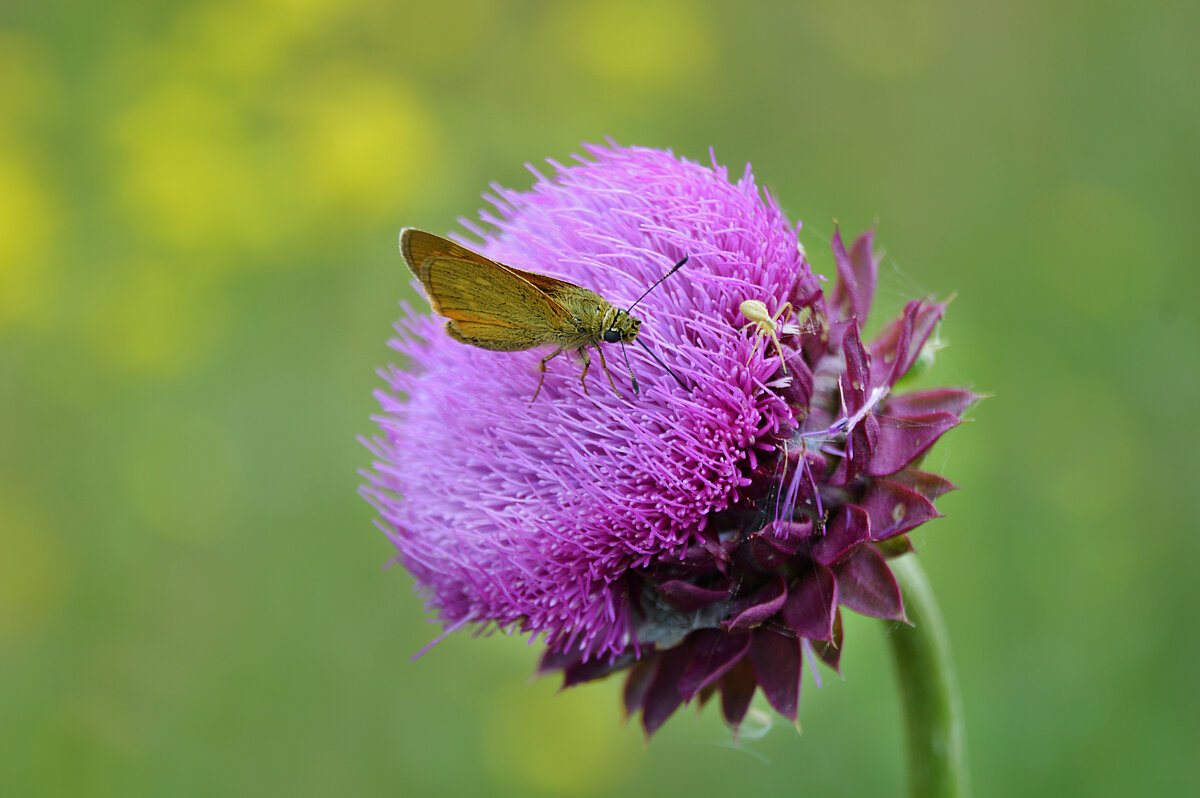 *** - Надежда Куркина *** - Надежда Куркина