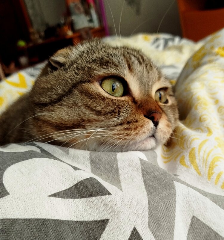 Мордочка - светлана льдокова