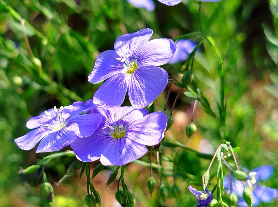 красавец лён - светлана льдокова красавец лён - светлана льдокова