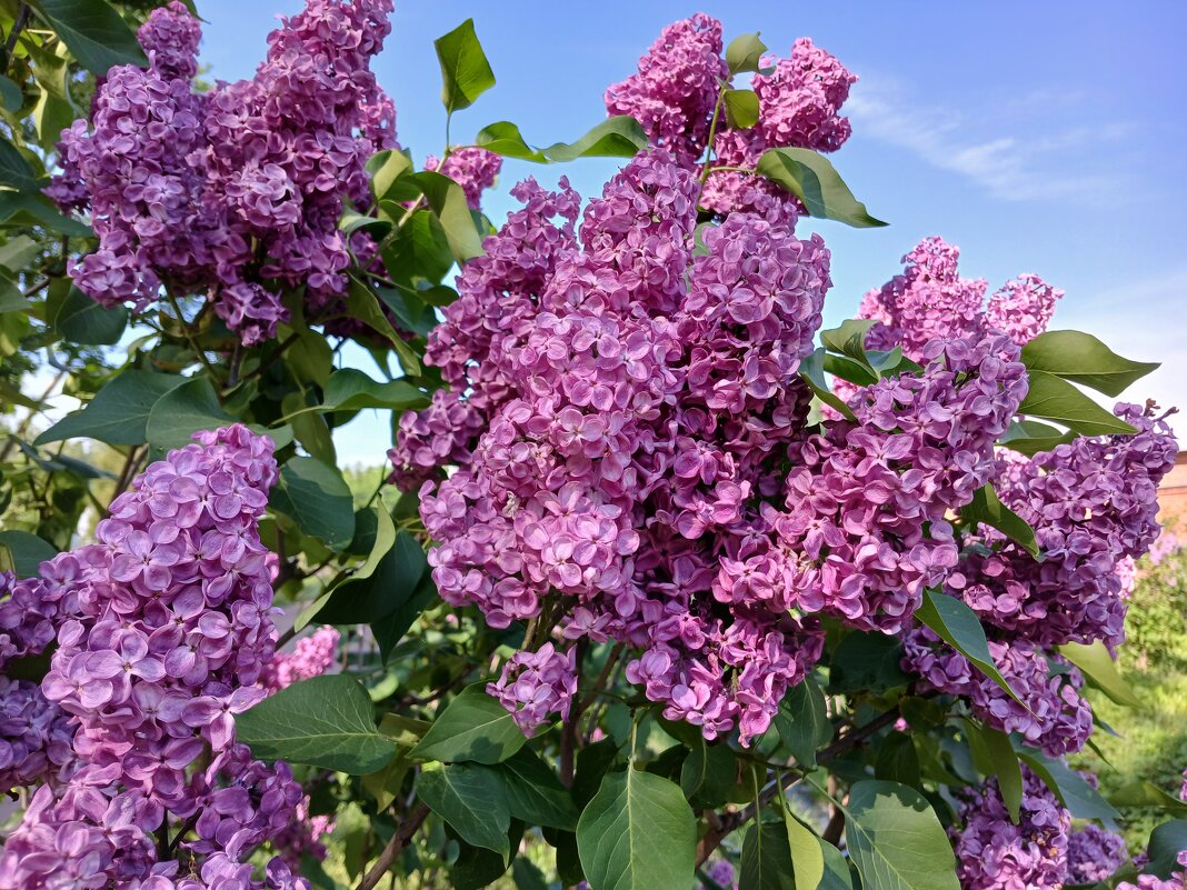 Шикарная сирень. - Лия ☼