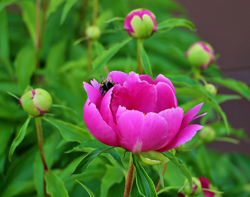 Июнь... Пионы... - Светлана 