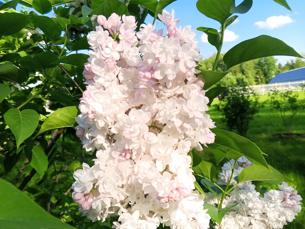 Сирень - Сапсан 